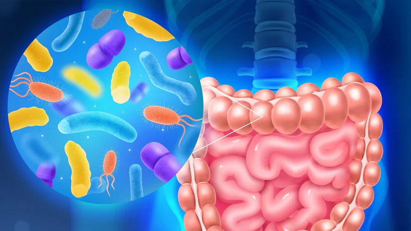 Peran Probiotik dan Prebiotik dalam Menjaga Keseimbangan Flora Usus – PAFI Kotabumi